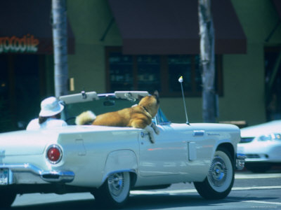 Man, His Dog And A '57 Thunderbird In Santa Monica, Los Angeles, California by Ray Laskowitz Pricing Limited Edition Print image