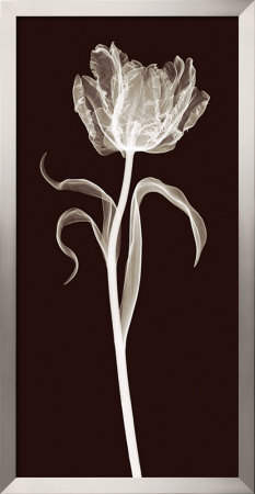 Parrot Tulip by Jim Wehtje Pricing Limited Edition Print image