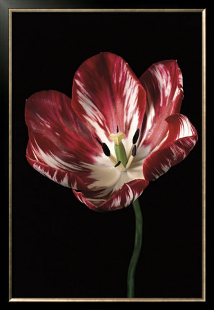 Wakefield Flame by Derek Harris Pricing Limited Edition Print image