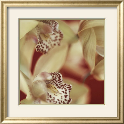 Cymbidium Flow I by Jane-Ann Butler Pricing Limited Edition Print image