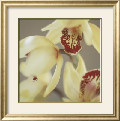 Cymbidium Flow Ii by Jane-Ann Butler Pricing Limited Edition Print image