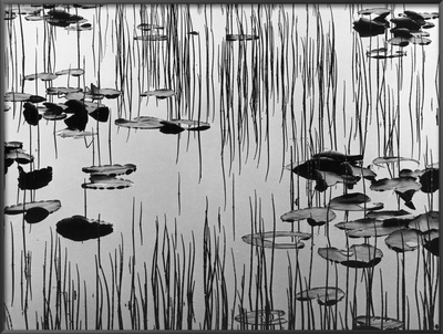 Reeds And Lily Pads by Brett Weston Pricing Limited Edition Print image