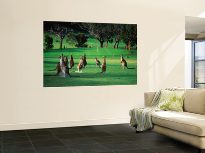 Mob Of Kangaroos Gather On The Ninth At The Anglesea Golf Club by Bernard Napthine Pricing Limited Edition Print image