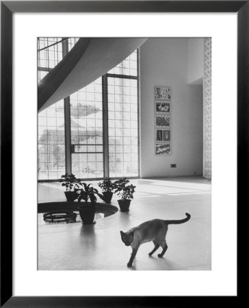 Siamese Cat In Reception Hall Of Residence Of Us Ambassador To India by James Burke Pricing Limited Edition Print image