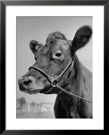 View Of A Cow On A Farm by Eliot Elisofon Pricing Limited Edition Print image