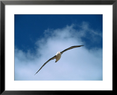 Black-Browed Albatross In Flight, Falkland Islands by Charles Sleicher Pricing Limited Edition Print image