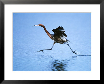Reddish Egret Fishing, Ding Darling National Wildlife Refuge, Sanibel Island, Florida, Usa by Charles Sleicher Pricing Limited Edition Print image