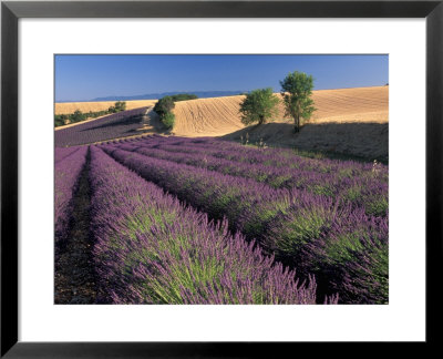 Lavender Field, Provence, France by Gavriel Jecan Pricing Limited Edition Print image