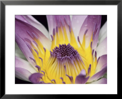 Purple Panama Pacifica Nymphea, Fiji, Oceania by Georgienne Bradley Pricing Limited Edition Print image