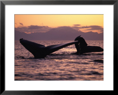 Humpback Whale At Sunset, Inside Passage, Alaska, Usa by Stuart Westmoreland Pricing Limited Edition Print image