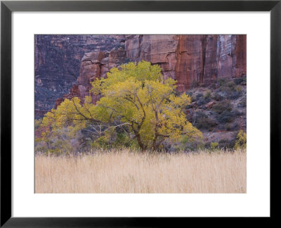 Cottonwood Tree And Reeds, Zion National Park In Autumn, Utah, Usa by Jean Brooks Pricing Limited Edition Print image