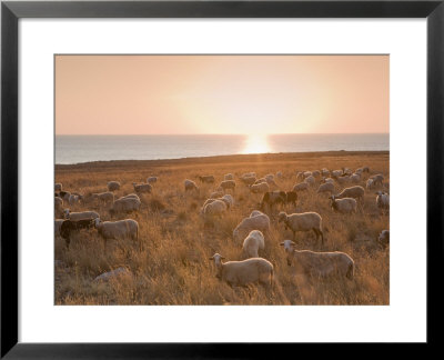 Flock Of Sheep At Sunset By The Sea, Near Erice, Western Sicily, Italy, Europe by Mark Banks Pricing Limited Edition Print image
