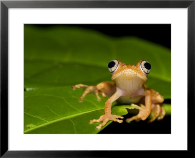 Frog On Leaf, Madagascar by Edwin Giesbers Pricing Limited Edition Print image