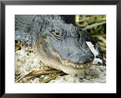 Alligator, Everglades National Park, Florida, Usa by Ethel Davies Pricing Limited Edition Print image