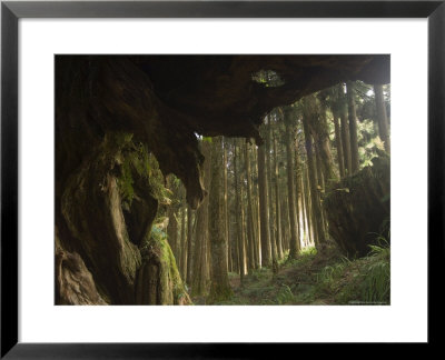 Giant Tree Trunk In Cedar Forest, Alishan National Forest Recreation Area, Chiayi County, Taiwan by Christian Kober Pricing Limited Edition Print image
