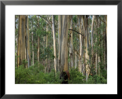 Eucalyptus Trees, Great Ocean Road, Victoria, Australia by Thorsten Milse Pricing Limited Edition Print image
