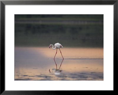 Greater Flamingo Reflected In Lake Ndutu At Sunset, Serengeti National Park, Tanzania by James Hager Pricing Limited Edition Print image