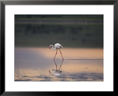 Greater Flamingo Reflected In Lake Ndutu At Sunset, Serengeti National Park, Tanzania by James Hager Pricing Limited Edition Print image