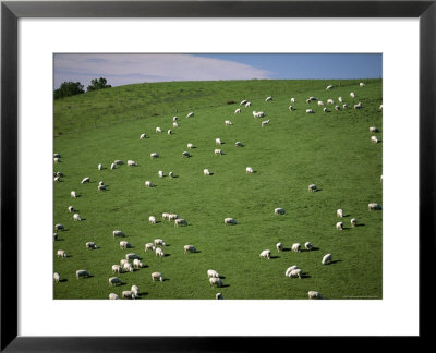 Sheep Grazing On Downs Near Geraldine At The South Western End Of The Canterbury Plains by Robert Francis Pricing Limited Edition Print image