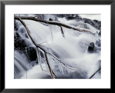 Frosted Branch By A Waterfall, Baxter State Park, Maine, New England, Usa by Marco Simoni Pricing Limited Edition Print image