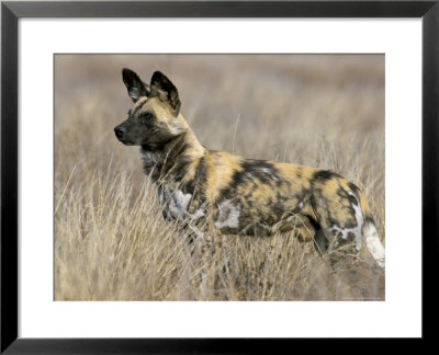 Wild Dog (Painted Hunting Dog) (Lycaon Pictus), South Africa, Africa by Steve & Ann Toon Pricing Limited Edition Print image