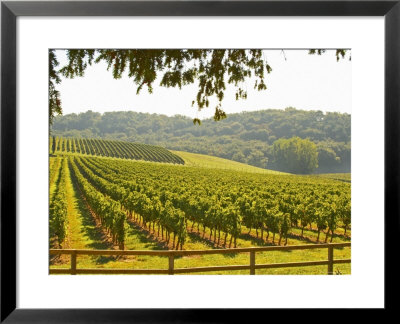 Vineyard And Valley With Forest, Chateau Carignan, Premieres Cotes De Bordeaux, France by Per Karlsson Pricing Limited Edition Print image
