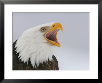 Bald Eagle Screaming, Homer, Alaska, Usa by Arthur Morris Pricing Limited Edition Print image