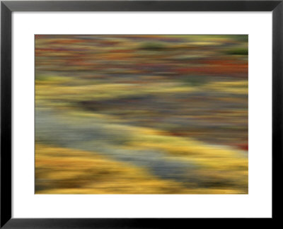 Colorful Abstract Of Autumn Tundra Colors, Denali National Park, Alaska, Usa by Arthur Morris Pricing Limited Edition Print image
