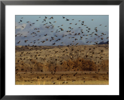 Yellow-Headed And Red-Winged Blackbirds In Refuge, Bosque Del Apache, New Mexico, Usa by Diane Johnson Pricing Limited Edition Print image