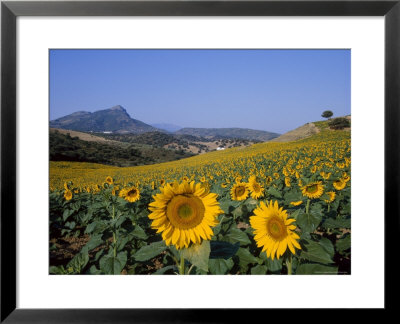 Field Of Sunflowers In Summer, Near Ronda, Andalucia, Spain by Ruth Tomlinson Pricing Limited Edition Print image