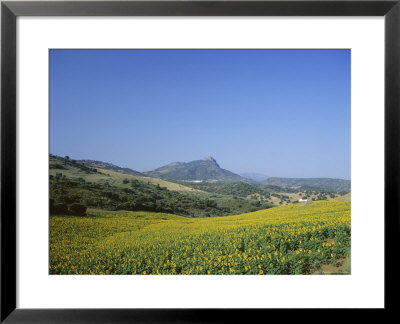 Fields Of Sunflowers, Near Ronda, Andalucia (Andalusia), Spain, Europe by Ruth Tomlinson Pricing Limited Edition Print image