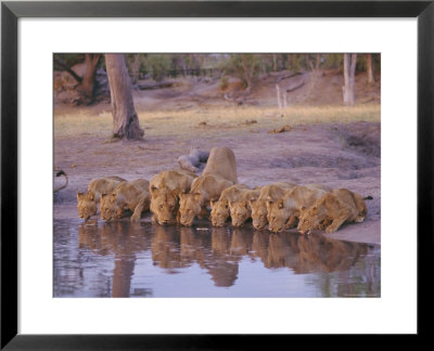 Lion (Panthera Leo) At Water Hole, Okavango Delta, Botswana, Africa by Paul Allen Pricing Limited Edition Print image
