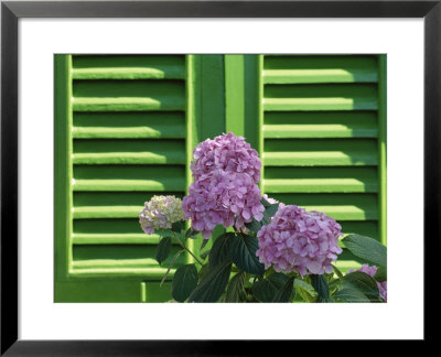 Pink Hydrangea Flowers In Front Of Green Shutters Of The Villa Durazzo, Liguria, Italy by Ruth Tomlinson Pricing Limited Edition Print image