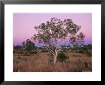 Ghost Gums, Northern Territory, Australia, Pacific by Jochen Schlenker Pricing Limited Edition Print image