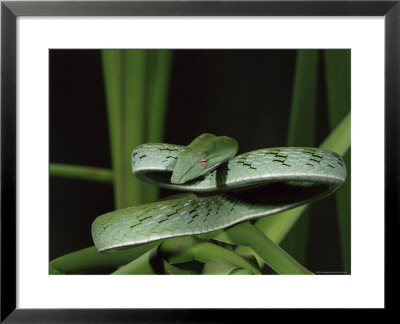 Long-Nose Vine Snake (Ahaetulla Prasina), In Captivity, From Southeast Asia, Asia by James Hager Pricing Limited Edition Print image