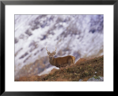 Red Deer Stag In The Highlands In February, Highland Region, Scotland, Uk, Europe by David Tipling Pricing Limited Edition Print image
