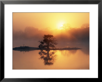 Sunrise, Kruger National Park, South Africa, Africa by Ann & Steve Toon Pricing Limited Edition Print image