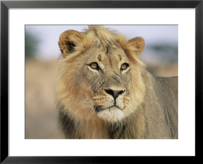 Lion, Panthera Leo, Kalahari Gemsbok National Park, South Africa, Africa by Ann & Steve Toon Pricing Limited Edition Print image
