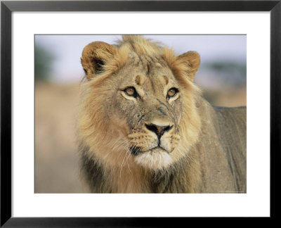 Lion, Panthera Leo, Kalahari Gemsbok National Park, South Africa, Africa by Ann & Steve Toon Pricing Limited Edition Print image