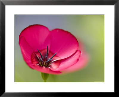 Scarlet Flax, (Linum Grandiflorum Rubrum), Bielefeld, Nordrhein Westfalen, Germany by Thorsten Milse Pricing Limited Edition Print image