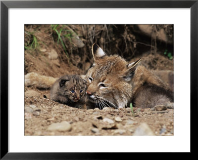Bobcat (Lynx Nufus) Mother With 21 Day Old Kittens, In Captivity, Sandstone, Minnesota, Usa by James Hager Pricing Limited Edition Print image