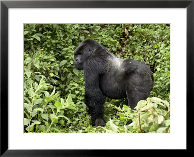 Silverback Mountain Gorilla Standing In Profile, Shinda Group, Rwanda, Africa by James Hager Pricing Limited Edition Print image