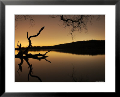 Gnarled Branches Poking Out Of Calm Lake by Jan Lakey Pricing Limited Edition Print image