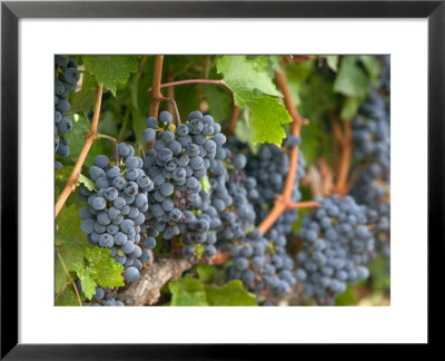 Vineyard Grapes, Calistoga, Napa Valley, California by Walter Bibikow Pricing Limited Edition Print image