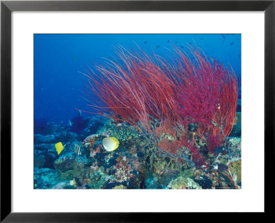 Coral Reefs, Papua, Indonesia by Michele Westmorland Pricing Limited Edition Print image
