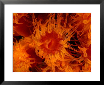 Cup Coral (Tubastrea Coccinea) Off Walker's Cay, Walker's Cay, Bahamas by Michael Lawrence Pricing Limited Edition Print image