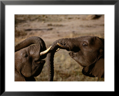 Elephants, Cecil Kop Nature Reserve, Zimbabwe by David Wall Pricing Limited Edition Print image