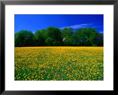 Carpet Of Dandelions In Kullaberg, Skane, Sweden by Anders Blomqvist Pricing Limited Edition Print image