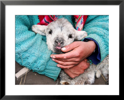 Lamb Sitting On Shepherd-Girl's Lap, Pastoruri Park by Uros Ravbar Pricing Limited Edition Print image