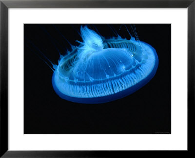 Jellyfish At Corsair Wreck by Dave Levitt Pricing Limited Edition Print image